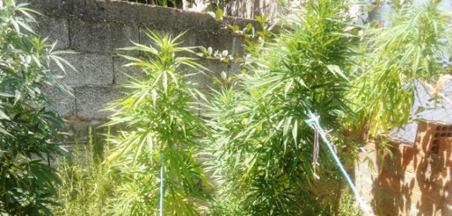 Κατούνα: 45χρονος καλλιεργούσε δενδρύλλια κάνναβης στον κήπο του – Συνελήφθη από αστυνομικούς της Δίωξης Ναρκωτικών Αγρινίου - Φωτογραφία 1