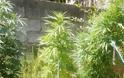 Κατούνα: 45χρονος καλλιεργούσε δενδρύλλια κάνναβης στον κήπο του – Συνελήφθη από αστυνομικούς της Δίωξης Ναρκωτικών Αγρινίου