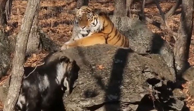 Τα έσπασαν ο τράγος και η τίγρης που ζούσαν αρμονικά σε πάρκο της Ρωσίας - Φωτογραφία 1