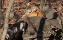 Τα έσπασαν ο τράγος και η τίγρης που ζούσαν αρμονικά σε πάρκο της Ρωσίας