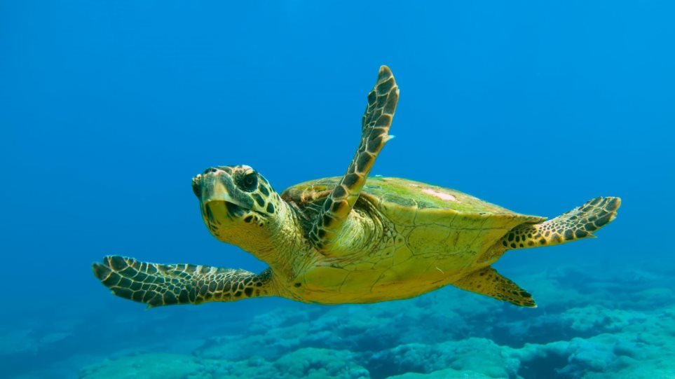 Μεξικό: Συνολικά 122 θαλάσσιες χελώνες βρέθηκαν νεκρές σε ακτές - Φωτογραφία 1