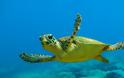 Μεξικό: Συνολικά 122 θαλάσσιες χελώνες βρέθηκαν νεκρές σε ακτές