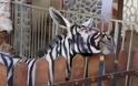 Ζωολογικός κήπος στην Αίγυπτο έβαψε ασπρόμαυρο ένα γαϊδούρι για να μοιάζει με ζέβρα - Φωτογραφία 1
