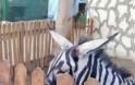 Ζωολογικός κήπος στην Αίγυπτο έβαψε ασπρόμαυρο ένα γαϊδούρι για να μοιάζει με ζέβρα - Φωτογραφία 3