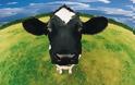 Το ήξερες; Που κοιτάνε οι αγελάδες την ώρα που βόσκουν;