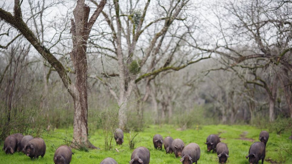 Περισσότερα τα γουρούνια από τους ανθρώπους στην Ισπανία! - Φωτογραφία 1