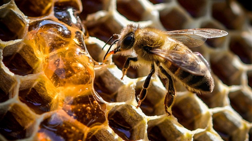 Μια μέλισσα μπορεί σταματήσει την παγκόσμια εξάρτηση από τα πλαστικά - Φωτογραφία 1