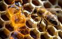 Μια μέλισσα μπορεί σταματήσει την παγκόσμια εξάρτηση από τα πλαστικά