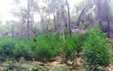 Φυτεία με 1230 χασισόδεντρα στη Στεφάνη Βοιωτίας