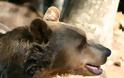 Καφέ αρκούδα (Ursus arctos), ο εκτοπισμένος συγκάτοικός μας - Φωτογραφία 2