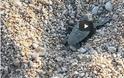 Δεκάδες μικρά χελωνάκια καρέτα- καρέτα στο Αργάρι Μυκόνου