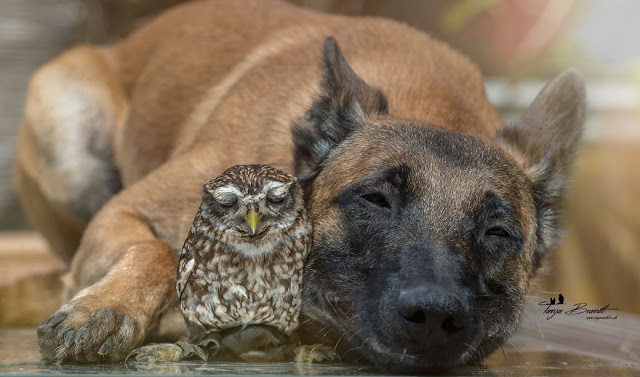 Σκύλος και κουκουβάγια έχουν μια από τις πιο σπάνιες φιλίες - Φωτογραφία 3