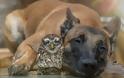 Σκύλος και κουκουβάγια έχουν μια από τις πιο σπάνιες φιλίες - Φωτογραφία 3