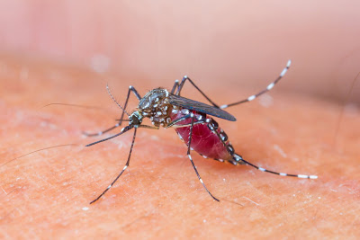 Τα κουνούπια προτιμούν τους ανθρώπους με χοληστερίνη, ουρικό οξύ, ιδρώτα, τις εγκύους - Φωτογραφία 1