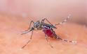 Τα κουνούπια προτιμούν τους ανθρώπους με χοληστερίνη, ουρικό οξύ, ιδρώτα, τις εγκύους - Φωτογραφία 1