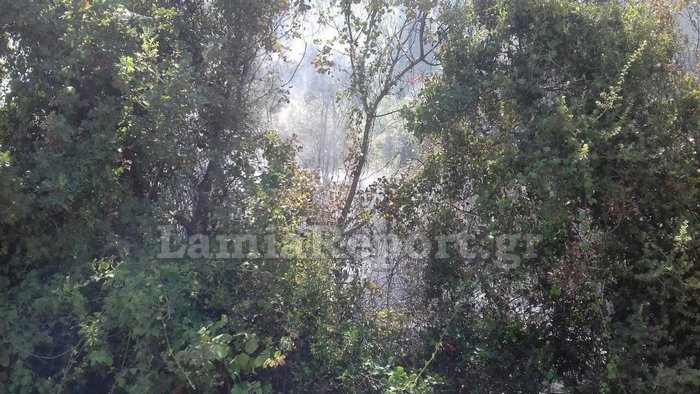 Φθιώτιδα: Σε δύο εστίες ταυτόχρονα πυρκαγιά στην Άγναντη - Φωτογραφία 3