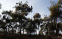 Στο ΦΕΚ η απόφαση για τα εγκαταλελειμμένα ιδιωτικά δάση