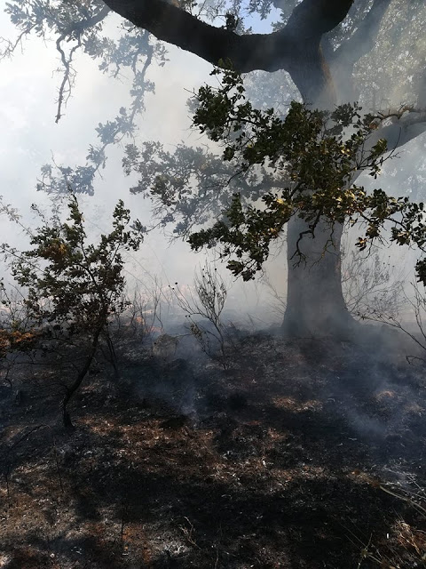 Κι άλλη φωτιά ξέσπασε  στην Παλαιομάνινα - Φωτογραφία 4