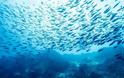 ΣΥΝΑΓΕΡΜΟΣ! Τοξικά ψάρια στο Αιγαίο - Πού εμφανίζονται και ποια προκαλούν ακόμα και θάνατο [video]
