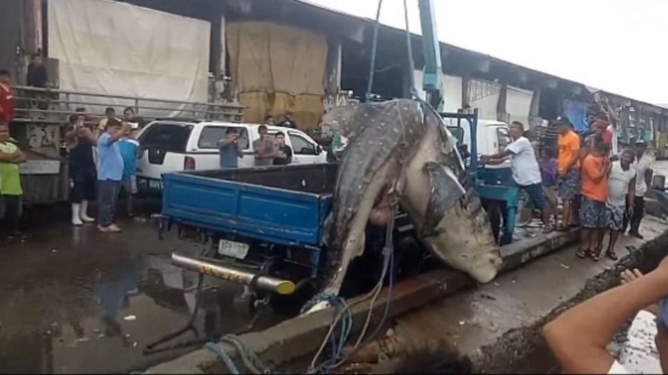 Καρχαρίας-φάλαινα ξεβράστηκε στο λιμάνι της Μανίλα - Φωτογραφία 1