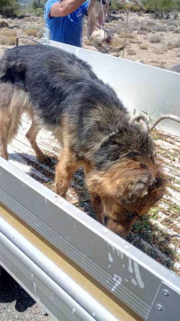 Κρήτη: Οι πυροσβέστες έσωσαν σκυλιά που ήταν επί μέρες τραυματισμένα σε πηγάδι (Φωτο) - Φωτογραφία 4