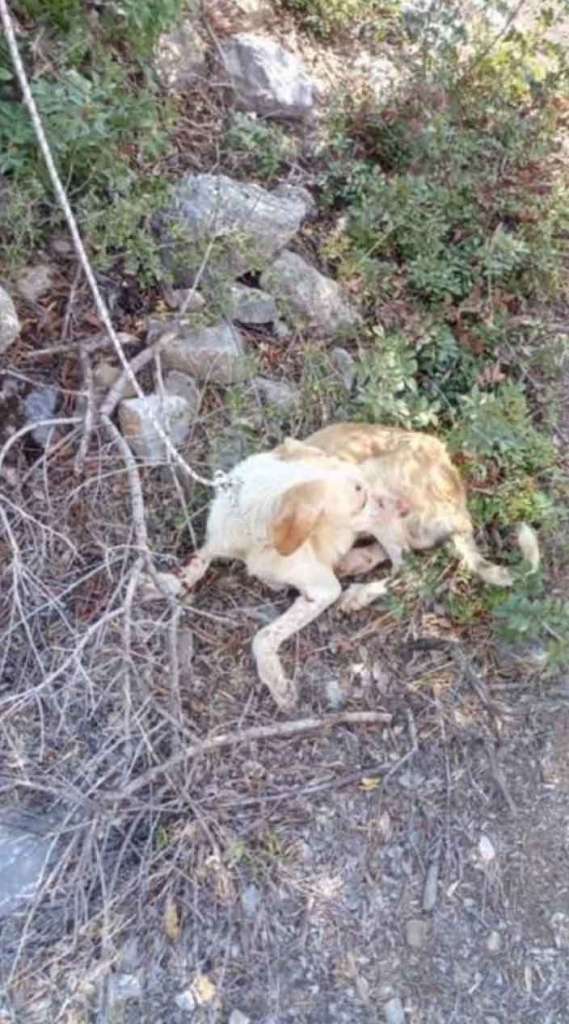 Κρήτη: Οι πυροσβέστες έσωσαν σκυλιά που ήταν επί μέρες τραυματισμένα σε πηγάδι (Φωτο) - Φωτογραφία 5
