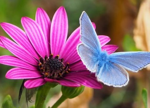 Εντυπωσιακές και όμορφες πεταλούδες [photos] - Φωτογραφία 1