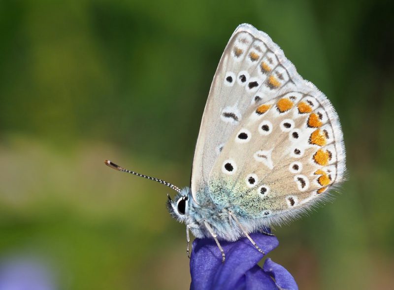 Εντυπωσιακές και όμορφες πεταλούδες [photos] - Φωτογραφία 4