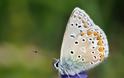 Εντυπωσιακές και όμορφες πεταλούδες [photos] - Φωτογραφία 4