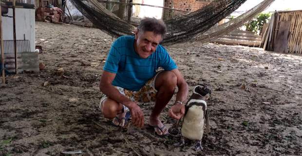 Πιγκουίνος κολυμπά κάθε χρόνο 5.000 μίλια για να συναντήσει τον άνθρωπο που τον έσωσε! [video] - Φωτογραφία 1