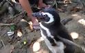 Πιγκουίνος κολυμπά κάθε χρόνο 5.000 μίλια για να συναντήσει τον άνθρωπο που τον έσωσε! [video] - Φωτογραφία 3