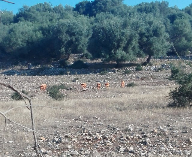 Ξηρόμερο: Χώματα με ιστορία | ΟΔΟΙΠΟΡΙΚΟ ΣΤΑ ΜΑΝΑΣΤΡΑΚΙΑ ΚΑΙ ΒΡΙΣΤΙΑΝΑ ΞΗΡΟΜΕΡΟΥ στο χωριό Μαχαιράς | ΦΩΤΟ - Φωτογραφία 14