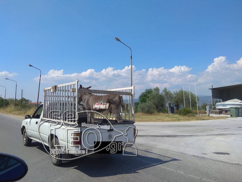 Πουλάει τον γάιδαρο του και τον περιφέρει πάνω σε αγροτικό στους δρόμους της Θεσσαλονίκης - Φωτογραφία 4