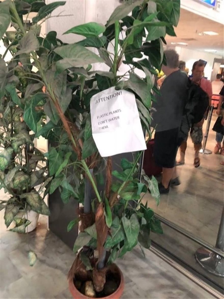 Κρήτη: Η απίστευτη επιγραφή στα «φυτά» του αεροδρομίου (φωτογραφίες) - Φωτογραφία 2