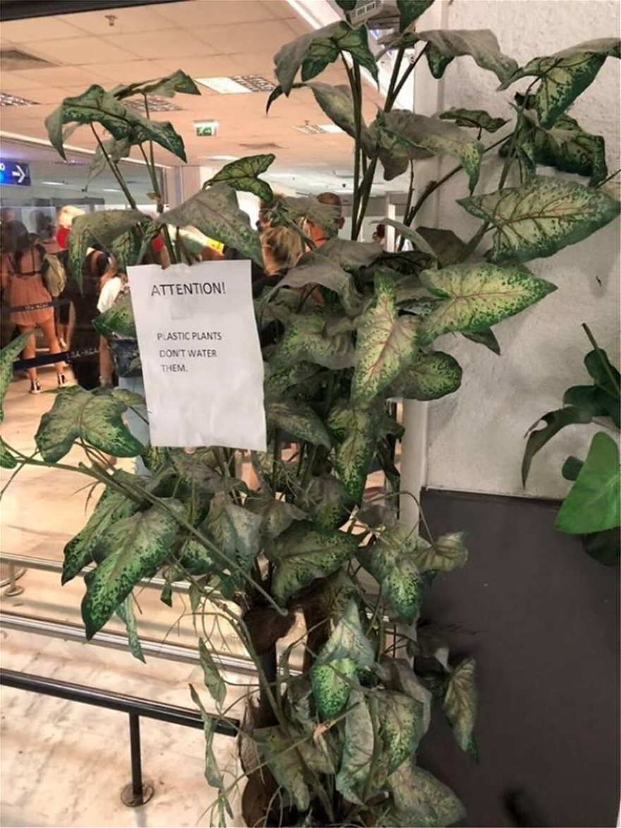 Κρήτη: Η απίστευτη επιγραφή στα «φυτά» του αεροδρομίου (φωτογραφίες) - Φωτογραφία 3