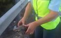 Αστυνομικοί έσωσαν χελώνα που είχε «βγει» στην Εθνική