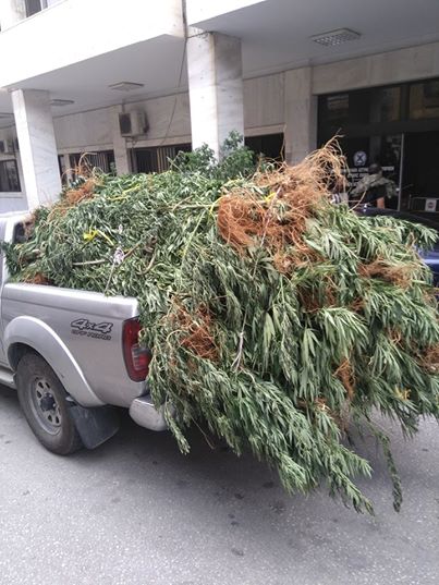 Φωκίδα: Ένα αγροτικό γεμάτο δενδρύλια … χασίς έξω από την Αστυνομική Διεύθυνση (ΔΕΙΤΕ ΦΩΤΟ) - Φωτογραφία 2