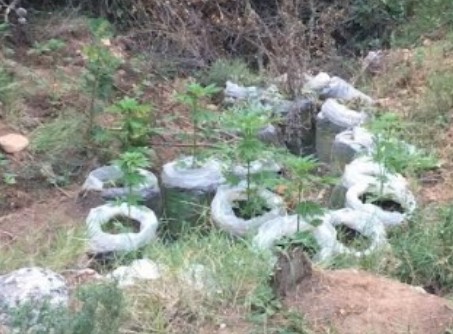 Εντοπίστηκε φυτεία 507 δενδρυλλίων κάνναβης στον Ασπρόπυργο - Φωτογραφία 1