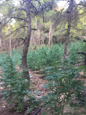 Εντοπίστηκε φυτεία 507 δενδρυλλίων κάνναβης στον Ασπρόπυργο - Φωτογραφία 2
