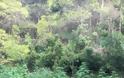 Εντοπίστηκε φυτεία 507 δενδρυλλίων κάνναβης στον Ασπρόπυργο - Φωτογραφία 3