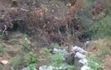 Εντοπίστηκε φυτεία 507 δενδρυλλίων κάνναβης στον Ασπρόπυργο - Φωτογραφία 4