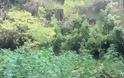 Εντοπίστηκε φυτεία 507 δενδρυλλίων κάνναβης στον Ασπρόπυργο - Φωτογραφία 5