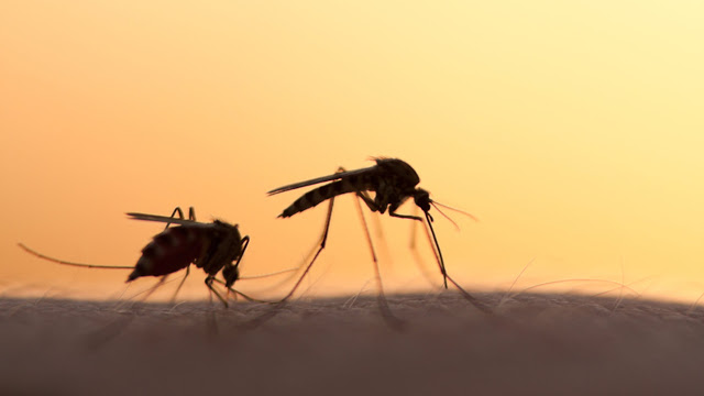 Κουνούπια: Ποιους «προτιμούν» -Πώς να αποφύγετε τα τσιμπήματα - Φωτογραφία 1