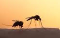 Κουνούπια: Ποιους «προτιμούν» -Πώς να αποφύγετε τα τσιμπήματα