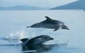 Κρήτη: Υπέροχο βίντεο - Δελφίνια κολυμπούν δίπλα στο σκάφος