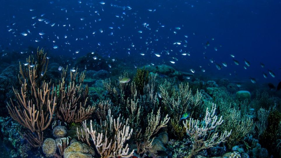 Γιγαντιαίος κοραλλιογενής ύφαλος ανακαλύφθηκε στα ανοιχτά της Νότιας Καρολίνας - Φωτογραφία 1