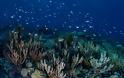 Γιγαντιαίος κοραλλιογενής ύφαλος ανακαλύφθηκε στα ανοιχτά της Νότιας Καρολίνας