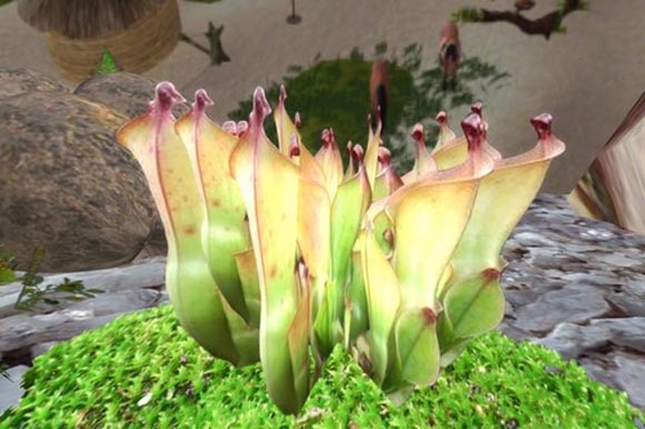 Η παράξενη ομορφιά των σαρκοφάγων φυτών [photos] - Φωτογραφία 4