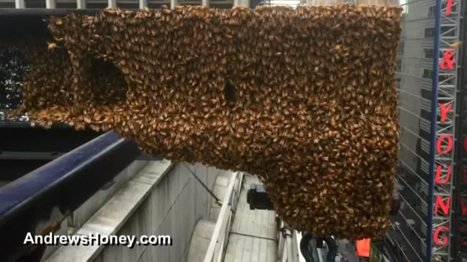 Γέμισε με χιλιάδες μέλισσες η Times Square στη Νέα Υόρκη! - Φωτογραφία 1