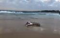 Αυστραλία: Καρχαρίες επιτέθηκαν σε φάλαινα - Έκλεισε η Bondi Beach - Φωτογραφία 1